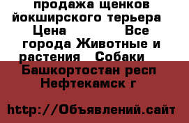 продажа щенков йокширского терьера › Цена ­ 25 000 - Все города Животные и растения » Собаки   . Башкортостан респ.,Нефтекамск г.